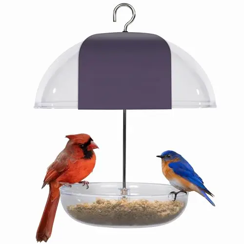 Jacobi Jayne large clear dome platform bird feeder for mealworms