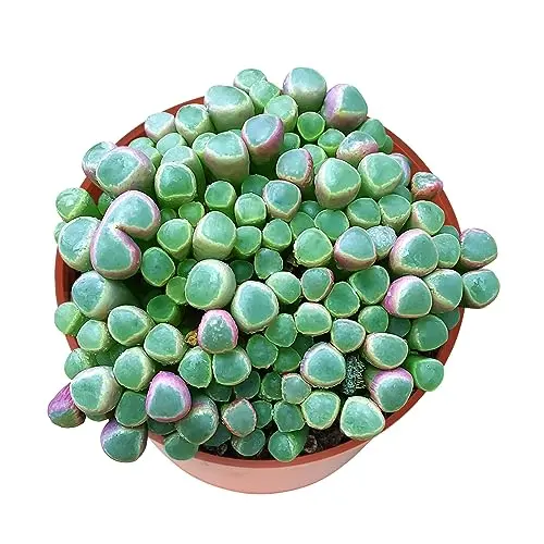 Sprout N Green live Baby Toes succulent plant in a 4-inch pot
